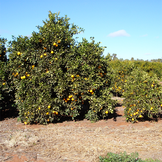 ExocortisViroid_SITE