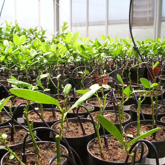 IndexingPlants_SITE